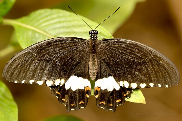 _DSC9450 - Pachliopta aristolochiae.jpg - Giuseppe Zuppardo 2008 KINZLE@TIN.IT